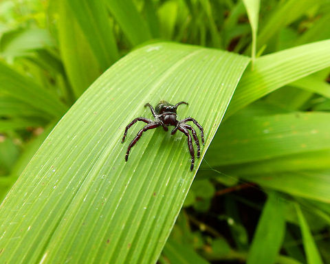 Hyllus walckenaeri Hike to Mount Mahawu. Minahasa Highlands, Sulawesi. Geotagged,Hyllus walckenaeri,Indonesia,Jumping Spider "Hyllus walckenaeri",Spring
