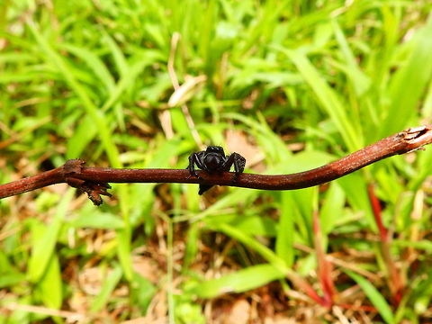 Hyllus walckenaeri Hike to Mount Mahawu. Minahasa Highlands, Sulawesi. Geotagged,Hyllus walckenaeri,Indonesia,Jumping Spider "Hyllus walckenaeri",Spring