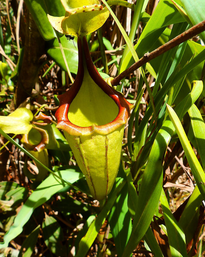 Great Pitcher Pant - Nepenthes maxima Hike to Mount Mahawu. Minahasa Highlands, Sulawesi. Geotagged,Indonesia,Nepenthes maxima,Spring