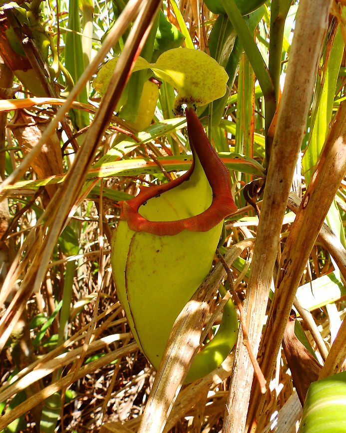 Great Pitcher Pant - Nepenthes maxima Hike to Mount Mahawu. Minahasa Highlands, Sulawesi. Geotagged,Indonesia,Nepenthes maxima,Spring