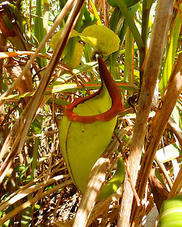 Great Pitcher-Plant
