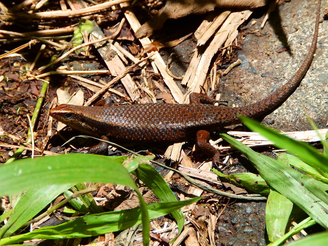 Golden Skink -Eutropis multifasciata Hike around Mt Mahawu. Minahasa Highlands, Sulawesi. East Indian Brown Mabuya,Eutropis multifasciata,Geotagged,Indonesia,Spring