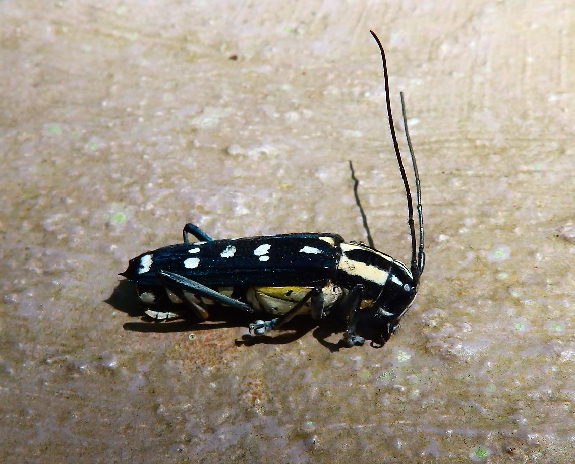 Glenea venus Unfortunately deceased but it was yet worth to take a picture to document the species in the area of Mount Mahawu, Minahasa Highlands, Sulawesi.<br />
<br />
<figure class="photo"><a href="https://www.jungledragon.com/image/85250/glenea_venus.html" title="Glenea venus"><img src="https://s3.amazonaws.com/media.jungledragon.com/images/2298/85250_thumb.jpg?AWSAccessKeyId=05GMT0V3GWVNE7GGM1R2&Expires=1759968010&Signature=t3APfr%2FRqjtqG1mtWNTKjNQNyhU%3D" width="200" height="172" alt="Glenea venus Top view of the same beetle as in previous spotting. Geotagged,Glenea venus,Indonesia,Spring" /></a></figure> Geotagged,Glenea venus,Indonesia,Spring