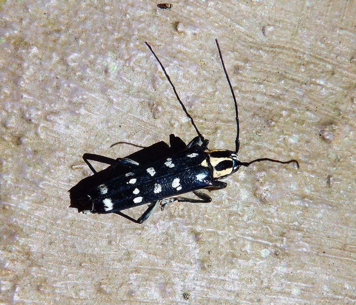 Glenea venus Top view of the same beetle as in previous spotting. Geotagged,Glenea venus,Indonesia,Spring
