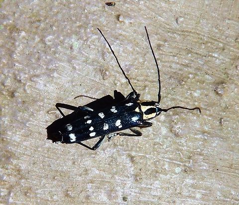 Glenea venus Top view of the same beetle as in previous spotting. Geotagged,Glenea venus,Indonesia,Spring