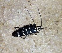 Glenea venus Top view of the same beetle as in previous spotting. Geotagged,Glenea venus,Indonesia,Spring