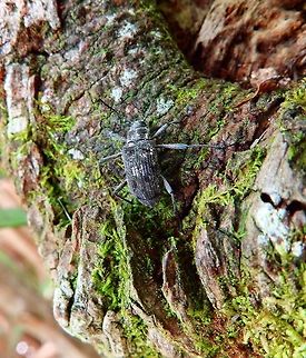 Weevil Seen in Mahawu Mountain, Minahasa Highlands, Sulawesi.
Still looking for ID. Geotagged,Indonesia,Spring,Sulawesi,weevil