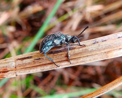 Weevil Seen in Mahawu Mountain, Minahasa Highlands, Sulawesi.
Still looking for ID. Geotagged,Indonesia,Spring,Sulawesi,weevil