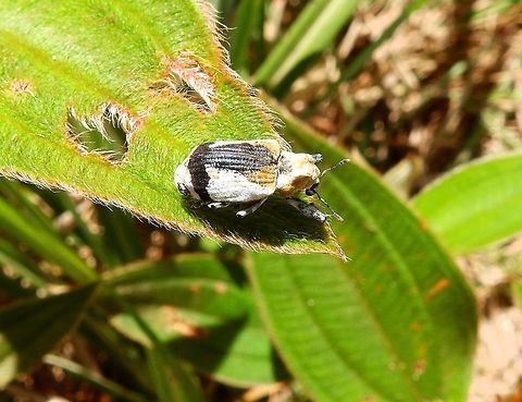 Weevil Seen in Mahawu Mountain, Minahasa Highlands, Sulawesi.
Still looking for ID. Geotagged,Indonesia,Spring,Sulawesi,weevil