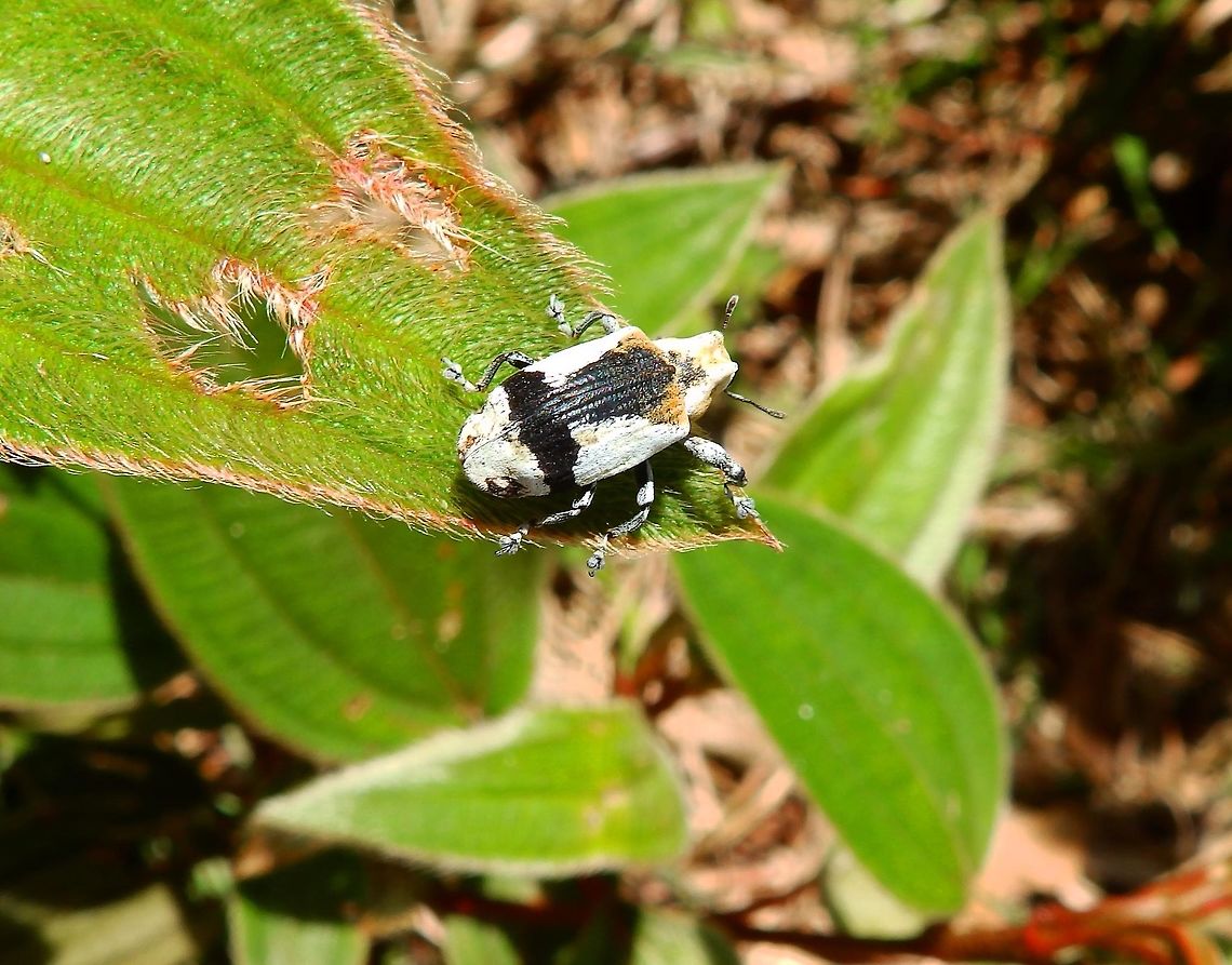 Weevil Seen in Mahawu Mountain, Minahasa Highlands, Sulawesi.<br />
Still looking for ID. Geotagged,Indonesia,Spring,Sulawesi,weevil