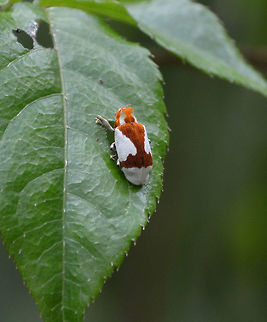 Weevil Seen in Mahawu Mountain, Minahasa Highlands, Sulawesi.
Still looking for ID. Geotagged,Indonesia,Spring,Sulawesi,weevil