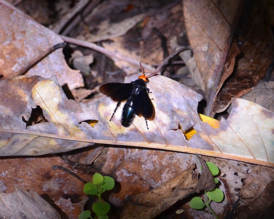 Orange Head Scoliid wasp - Scolia vollenhoveni Saussure Also seen in Mount Mahawu, Minahasa Highlands, Sulawesi.<br />
<figure class="photo"><a href="https://www.jungledragon.com/image/85287/orange_head_scoliid_wasp_-_scolia_vollenhoveni_saussure.html" title="Orange Head Scoliid wasp - Scolia vollenhoveni Saussure"><img src="https://s3.amazonaws.com/media.jungledragon.com/images/2298/85287_thumb.jpg?AWSAccessKeyId=05GMT0V3GWVNE7GGM1R2&Expires=1759968010&Signature=f7oRiDPT1Ouv3ptQFZJKYKl9v3s%3D" width="200" height="160" alt="Orange Head Scoliid wasp - Scolia vollenhoveni Saussure Same specimen with beautiful iridescent color when the light reflected its closed wings. Geotagged,Indonesia,Orange Head Scolid Wasp,Scolia vollenhoveni,Spring" /></a></figure><br />
<figure class="photo"><a href="https://www.jungledragon.com/image/85288/orange_head_scoliid_wasp_-_scolia_vollenhoveni_saussure.html" title="Orange Head Scoliid wasp - Scolia vollenhoveni Saussure"><img src="https://s3.amazonaws.com/media.jungledragon.com/images/2298/85288_thumb.jpg?AWSAccessKeyId=05GMT0V3GWVNE7GGM1R2&Expires=1759968010&Signature=rr7UlumrPBfkU%2FIhwVTR2Wkdrco%3D" width="200" height="166" alt="Orange Head Scoliid wasp - Scolia vollenhoveni Saussure A third lateral view of the same animal.<br />
https://www.jungledragon.com/image/85286/orange_head_scoliid_wasp_-_scolia_vollenhoveni_saussure.html<br />
https://www.jungledragon.com/image/85287/orange_head_scoliid_wasp_-_scolia_vollenhoveni_saussure.html Geotagged,Indonesia,Orange Head Scolid Wasp,Scolia vollenhoveni,Spring" /></a></figure> Geotagged,Indonesia,Orange Head Scolid Wasp,Scolia vollenhoveni,Spring