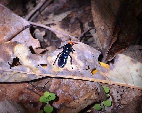 Orange Head Scoliid wasp - Scolia vollenhoveni Saussure Same specimen with beautiful iridescent color when the light reflected its closed wings. Geotagged,Indonesia,Orange Head Scolid Wasp,Scolia vollenhoveni,Spring