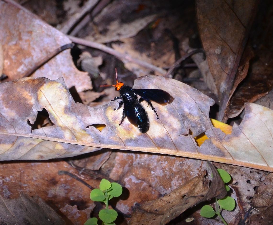 Orange Head Scoliid wasp - Scolia vollenhoveni Saussure A third lateral view of the same animal.<br />
<figure class="photo"><a href="https://www.jungledragon.com/image/85286/orange_head_scoliid_wasp_-_scolia_vollenhoveni_saussure.html" title="Orange Head Scoliid wasp - Scolia vollenhoveni Saussure"><img src="https://s3.amazonaws.com/media.jungledragon.com/images/2298/85286_thumb.jpg?AWSAccessKeyId=05GMT0V3GWVNE7GGM1R2&Expires=1759968010&Signature=bYVTDDTzu8Wwi3Es9UFLuE24NKM%3D" width="200" height="160" alt="Orange Head Scoliid wasp - Scolia vollenhoveni Saussure Also seen in Mount Mahawu, Minahasa Highlands, Sulawesi.<br />
https://www.jungledragon.com/image/85287/.html<br />
https://www.jungledragon.com/image/85288/orange_head_scoliid_wasp_-_scolia_vollenhoveni_saussure.html Geotagged,Indonesia,Orange Head Scolid Wasp,Scolia vollenhoveni,Spring" /></a></figure><br />
<figure class="photo"><a href="https://www.jungledragon.com/image/85287/orange_head_scoliid_wasp_-_scolia_vollenhoveni_saussure.html" title="Orange Head Scoliid wasp - Scolia vollenhoveni Saussure"><img src="https://s3.amazonaws.com/media.jungledragon.com/images/2298/85287_thumb.jpg?AWSAccessKeyId=05GMT0V3GWVNE7GGM1R2&Expires=1759968010&Signature=f7oRiDPT1Ouv3ptQFZJKYKl9v3s%3D" width="200" height="160" alt="Orange Head Scoliid wasp - Scolia vollenhoveni Saussure Same specimen with beautiful iridescent color when the light reflected its closed wings. Geotagged,Indonesia,Orange Head Scolid Wasp,Scolia vollenhoveni,Spring" /></a></figure> Geotagged,Indonesia,Orange Head Scolid Wasp,Scolia vollenhoveni,Spring
