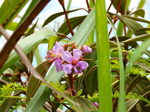 Tibouchina urvilleana (or granulosa) tentative ID In the hike around Mount Mahawu, Minahasa Highlands, Sulawesi. Geotagged,Indonesia,Spring,Tibouchina urvilleana