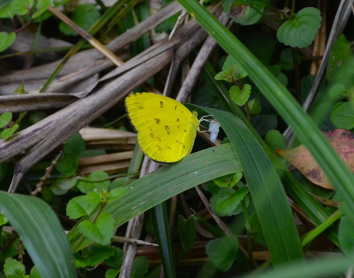 Eurema alitha- The scalloped grass yellow Hike to Mount Mahawu, Minahasa Highlands, Sulawesi. Eurema alitha,Geotagged,Indonesia,Scalloped grass yellow,Spring