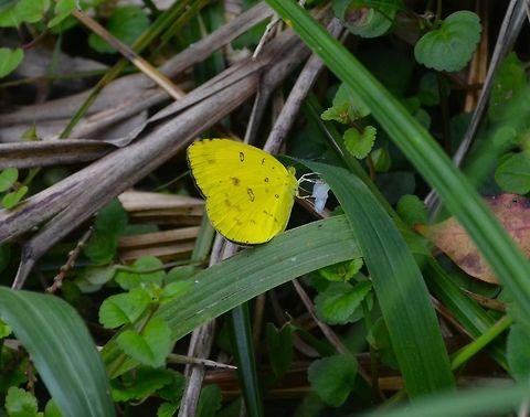Eurema alitha- The scalloped grass yellow Hike to Mount Mahawu, Minahasa Highlands, Sulawesi. Eurema alitha,Geotagged,Indonesia,Scalloped grass yellow,Spring