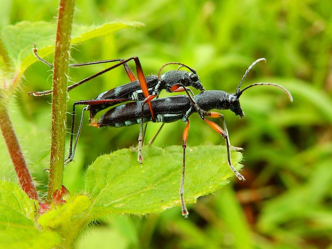 Phasmatidae Still have to find the ID for this lovely couple.<br />
Seen during our hike to Mount Mahawu, Minahasa Highlands, Sulawesi. Geotagged,Indonesia,Spring