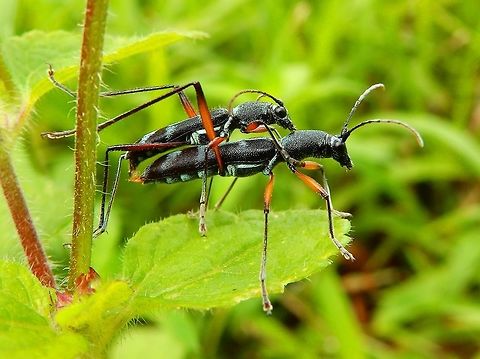 Phasmatidae Still have to find the ID for this lovely couple.
Seen during our hike to Mount Mahawu, Minahasa Highlands, Sulawesi. Geotagged,Indonesia,Spring