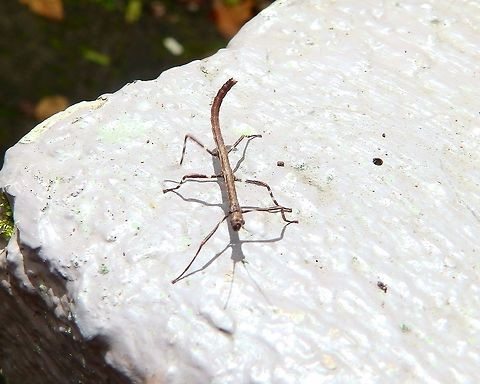 Phasmatidae - Stick insect There were quite some different stick insects around the area of Mount Mahawu. I am aboutt o give up on finding the species of these for now... Geotagged,Indonesia,Spring,Stick insect,Stick insects,phasmatidae
