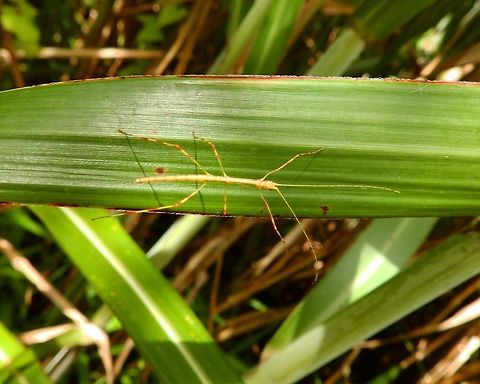 Phasmatidae - Stick insect Another of the same area around Mount Mahawu. Geotagged,Indonesia,Spring,Stick insect,Stick insects,phasmatidae