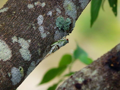 Cicada - Dilobopyga There was lots of cicadas around Mount Mahawu! This one had red eyes.
According to Mr Hans Duffels:
<<This species belongs to the Dilobopyga opercularis group. In my article I have described 17 species of this group, 13 of which are new to science. The species differ in the drawing of the breast piece and the abdomen of the male
but they can only be determined with certainty on the basis of the male genital.>> Cicada,Dilobopyga,Geotagged,Indonesia,Spring,Sulawesi