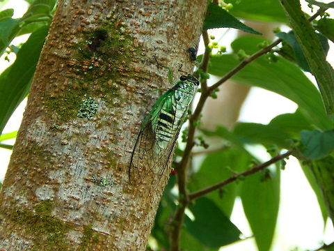 Cicada - Dilobopyga ornaticeps Also around Mount Mahawu, Sulawesi.
I have got an ID kindly provided by an expert in the field: Hans Duffels entomologist at Naturalis Biodiversity Center in Leiden The Netherlands. I am really thankful! 

BTW, the species is anyway tentative because according to Hans, to get certainty about the determination, the male genital must be prepared (I guess dissected and observed under the microscope). Cicada,Cicada Dilobopyga ornaticeps,Dilobopyga,Dilobopyga ornaticeps,Geotagged,Indonesia,Spring,Sulawesi