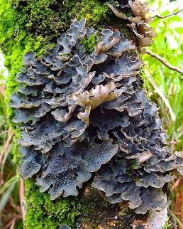 Moss Sticta/Peltigera? I would not leave Mount Mahawu without a fungi and alikes picture :-)
I also need help for the ID on this one! Geotagged,Indonesia,Spring,Sulawesi