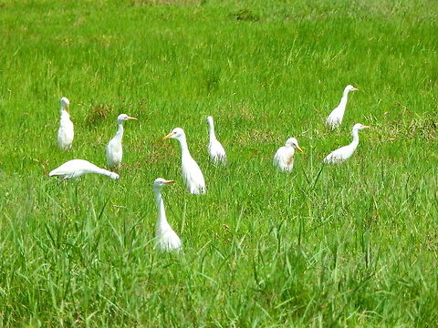 Cattle Egret One of the most cosmopolitan birds I have seen in my trips. These were next to a road on the way down from Mount Mahawu, Sulawesi. Bubulcus ibis,Cattle egret,Geotagged,Indonesia,Spring