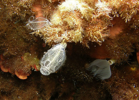 Lightbulb Tunicate - Clavelina dellavallei In properly labeling species I have from other trips in my Flickr I jumped into this tunicate that we saw during a dive in Ustica, Italy  (2010). I have some spottings from that trip in JungleDragon but it seems I don't have this one, at least I can't find it by googling my username and Italy or unidentified. So I guess I did not add it at the time because I had no ID for it and now I do so there it is, one new mediterranean tunicate species :-) Clavelina dellavallei,Geotagged,Italy,Light Bulb Tunicate,Spring