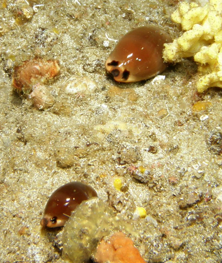 Luria lurida Another new species rescued from our 2010 spottings in the island of Ustica, in italy. Geotagged,Italy,Luria lurida,Spring
