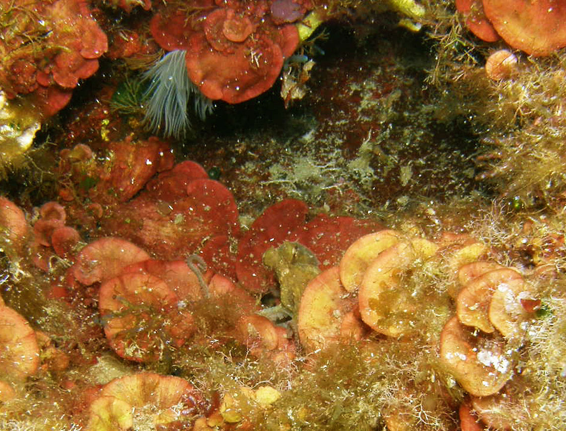 Peyssonnelia rubra Ustica, Italy (2010)  Crustose Red Alga,Geotagged,Italy,Peyssonnelia rubra,Spring