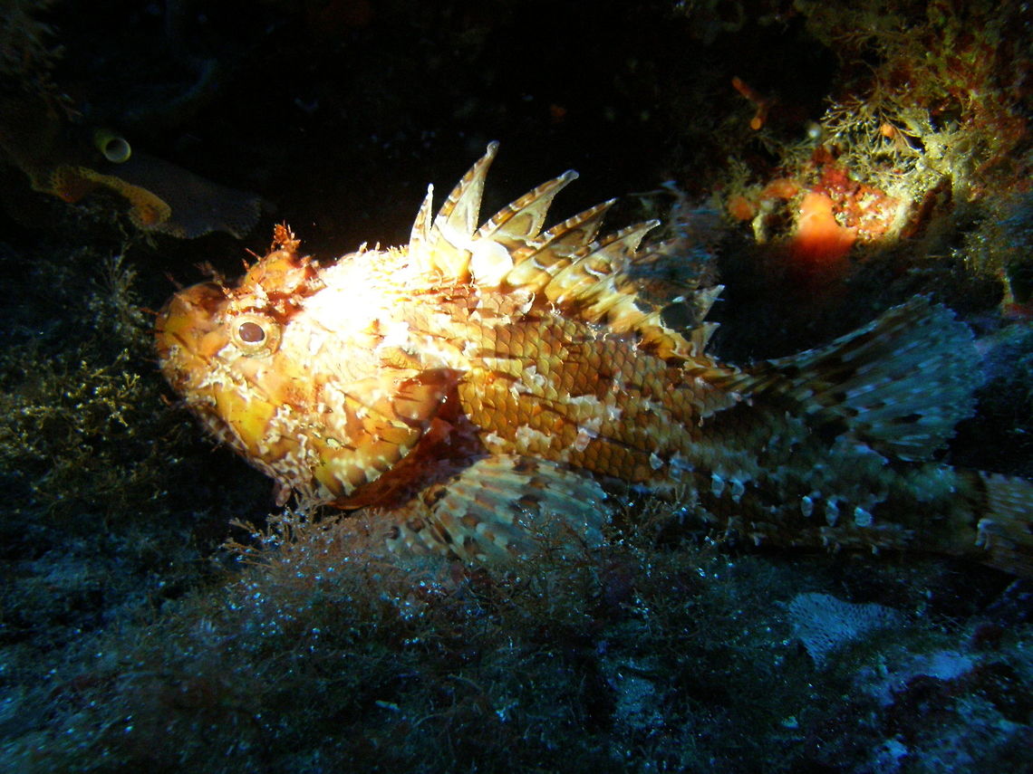 Scorpaena porcus Ustica, Italy (2010). Black scorpionfish,Geotagged,Italy,Scorpaena porcus,Spring