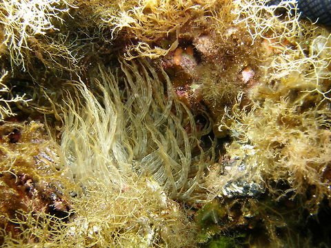 Trumpet Anemone - Aiptasia mutabilis Ustica, Italy (2010). Aiptasia mutabilis,Geotagged,Italy,Spring