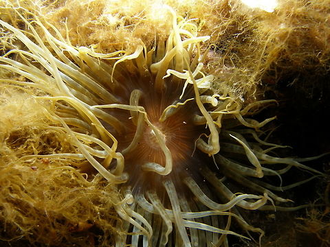 Trumpet Anemone - Aiptasia mutabilis Ustica, Italy (2010). Aiptasia mutabilis,Geotagged,Italy,Spring