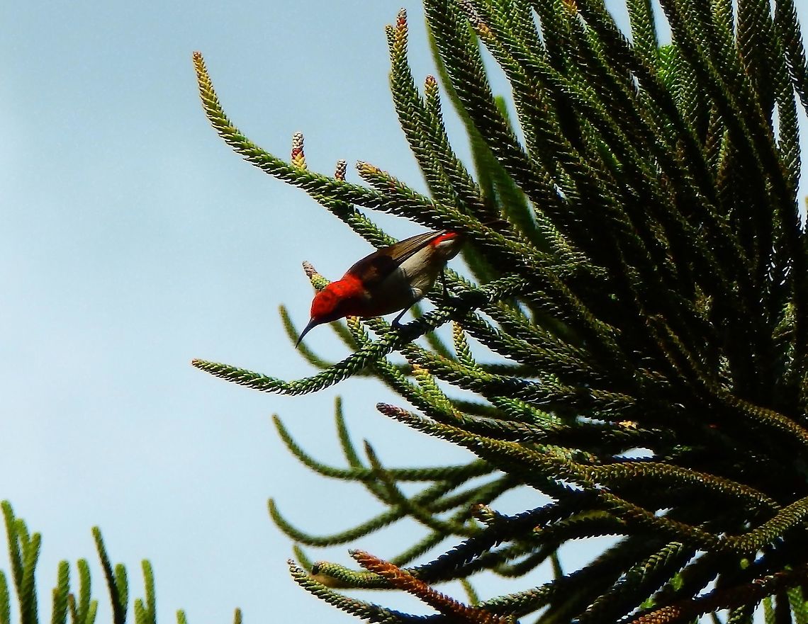 Scarlet Myzomela - Myzomela sanguinolenta (male) Seen in an area of gardens downhill from the Mount Mahawu in Tomohon, Sulawesi. Geotagged,Indonesia,Myzomela sanguinolenta,Scarlet Myzomela,Spring