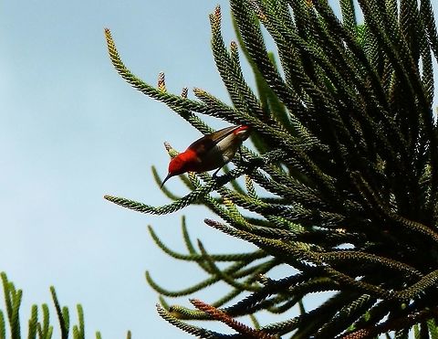 Scarlet Myzomela - Myzomela sanguinolenta (male) Seen in an area of gardens downhill from the Mount Mahawu in Tomohon, Sulawesi. Geotagged,Indonesia,Myzomela sanguinolenta,Scarlet Myzomela,Spring