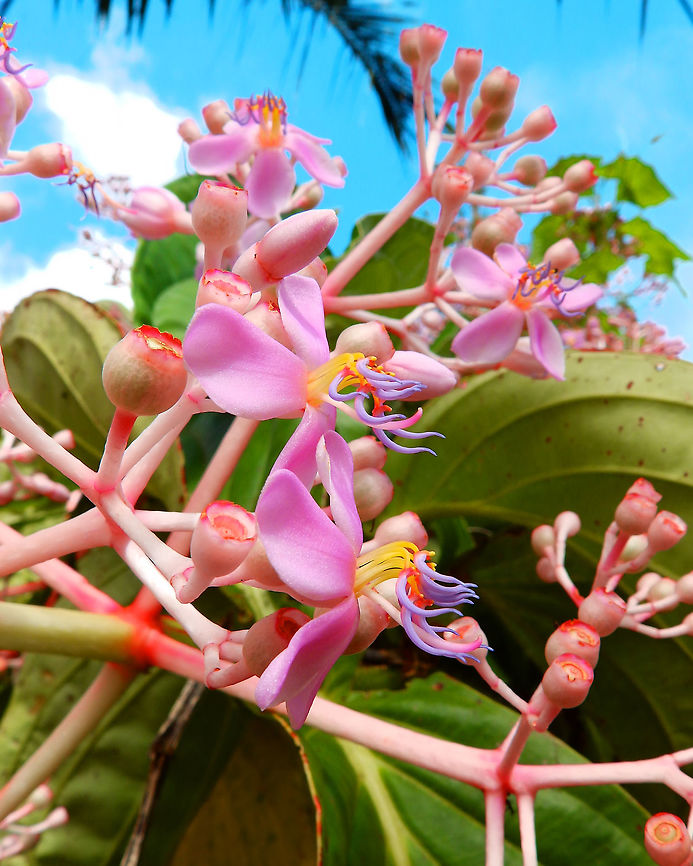 Medinilla cummingii Seen in an area of gardens downhill from the Mount Mahawu in Tomohon, Sulawesi.<br />
<figure class="photo"><a href="https://www.jungledragon.com/image/85397/medinilla_cummingii.html" title="Medinilla cummingii"><img src="https://s3.amazonaws.com/media.jungledragon.com/images/2298/85397_thumb.JPG?AWSAccessKeyId=05GMT0V3GWVNE7GGM1R2&Expires=1769040010&Signature=83PChQutaXEh%2FDp%2Bji2vQ6fHj%2FA%3D" width="200" height="150" alt="Medinilla cummingii Seen in an area of gardens downhill from the Mount Mahawu in Tomohon, Sulawesi. Geotagged,Indonesia,Medinilla cummingii,Spring" /></a></figure> Geotagged,Indonesia,Medinilla cummingii,Medinilla teysmannii,Spring