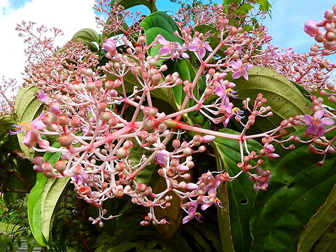 Medinilla cummingii Seen in an area of gardens downhill from the Mount Mahawu in Tomohon, Sulawesi. Geotagged,Indonesia,Medinilla cummingii,Spring