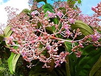 Medinilla cummingii Seen in an area of gardens downhill from the Mount Mahawu in Tomohon, Sulawesi. Geotagged,Indonesia,Medinilla cummingii,Spring