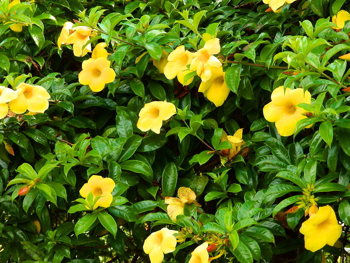 Allamanda cathartica Seen in an area of gardens downhill from the Mount Mahawu in Tomohon, Sulawesi. Allamanda cathartica,Geotagged,Indonesia,Spring