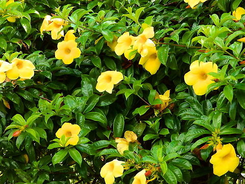 Allamanda cathartica Seen in an area of gardens downhill from the Mount Mahawu in Tomohon, Sulawesi. Allamanda cathartica,Geotagged,Indonesia,Spring
