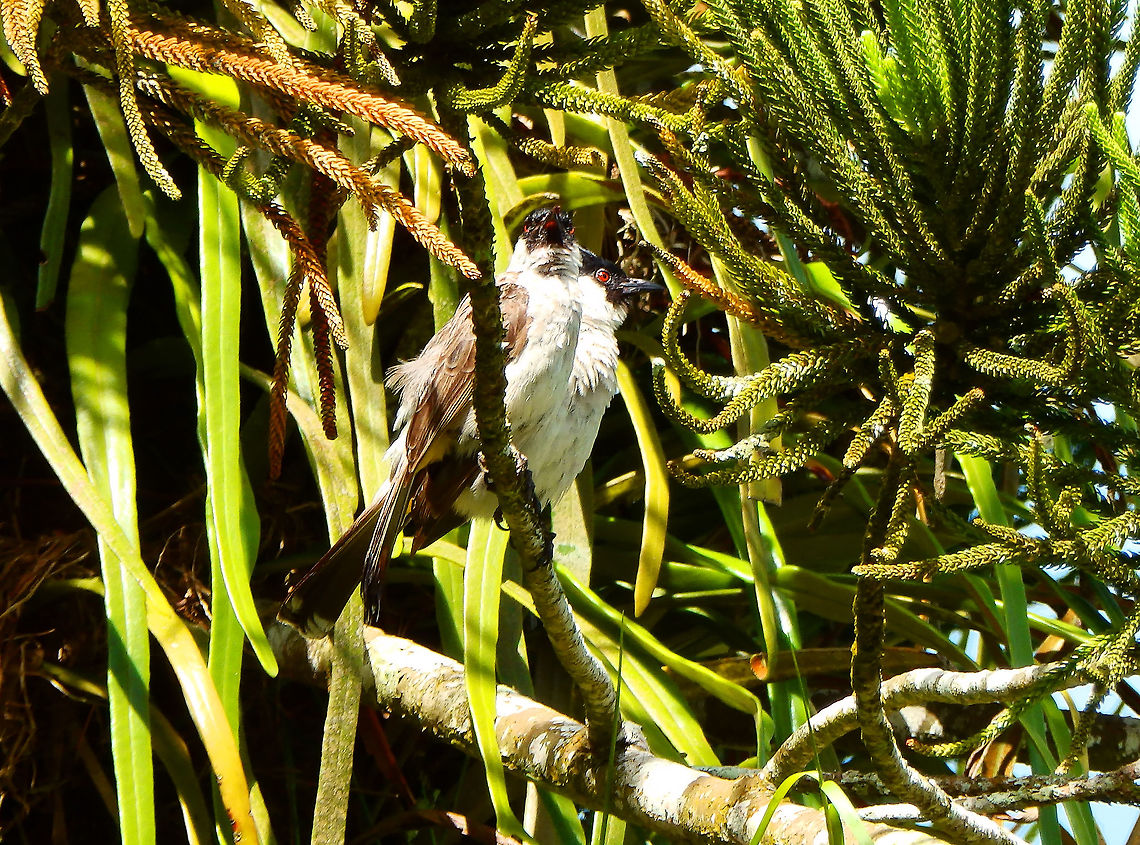 Sooty-headed bulbul - Pycnonotus aurigaster Seen in an area of gardens downhill from the Mount Mahawu in Tomohon, Sulawesi. Geotagged,Indonesia,Pycnonotus aurigaster,Sooty-headed bulbul,Spring