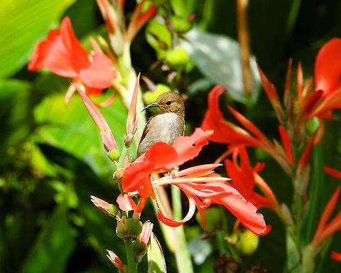 Scarlet Myzomela - Myzomela sanguinolenta (female) Cute birdies around the garden of Gardenia Restaurant close to Tomohon and Mt mahawu in Minahasa Highlands, Sulawesi. Geotagged,Indonesia,Myzomela sanguinolenta,Scarlet Myzomela,Spring