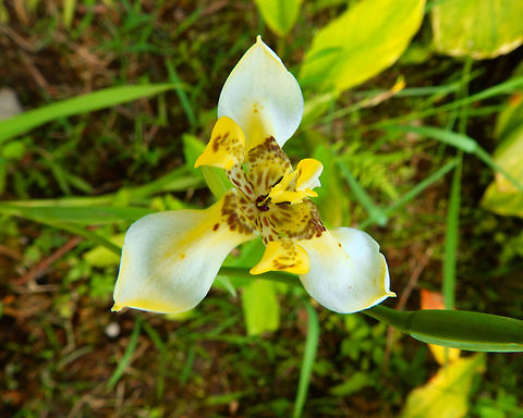 Walking Iris - Trimezia Trimezia steyermarkii or could also be T. martinicensis.
In the Gardenia Country Inn gardens in Tomohon, Sulawesi. Geotagged,Indonesia,Spring,Trimezia steyermarkii