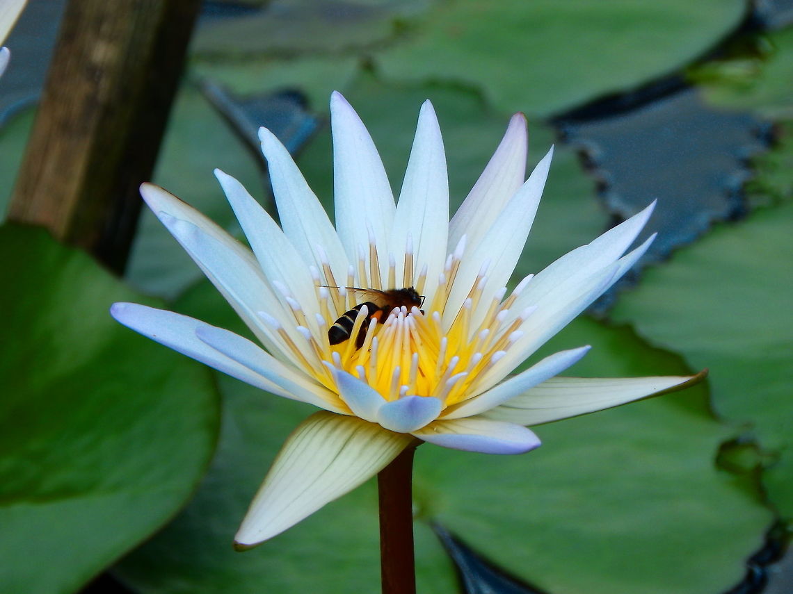 Giant Honey Bee - Apis dorsata Gardenia Country Inn, Tomohon. I could not get a better view but for sure it was a giant! Apis dorsata,Geotagged,Giant honey bee,Indonesia,Spring