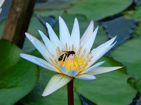 Giant Honey Bee - Apis dorsata Gardenia Country Inn, Tomohon. I could not get a better view but for sure it was a giant! Apis dorsata,Geotagged,Giant honey bee,Indonesia,Spring
