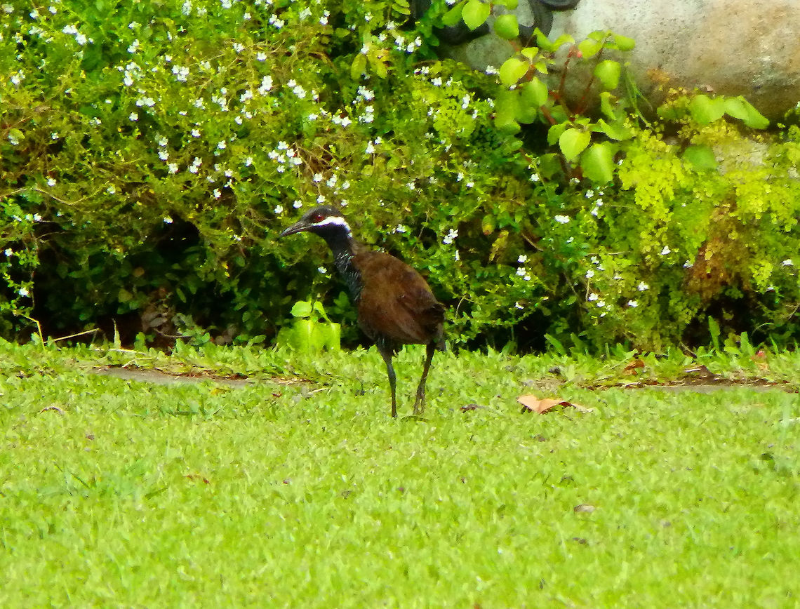 Barred Rail - Gallirallus torquatus Gardens of gardenia Country Inn. Skittish, this bird saw me in the distance and quickly went into the bushes, hence the bad quality picture  :-D Barred rail,Gallirallus torquatus,Geotagged,Indonesia,Spring