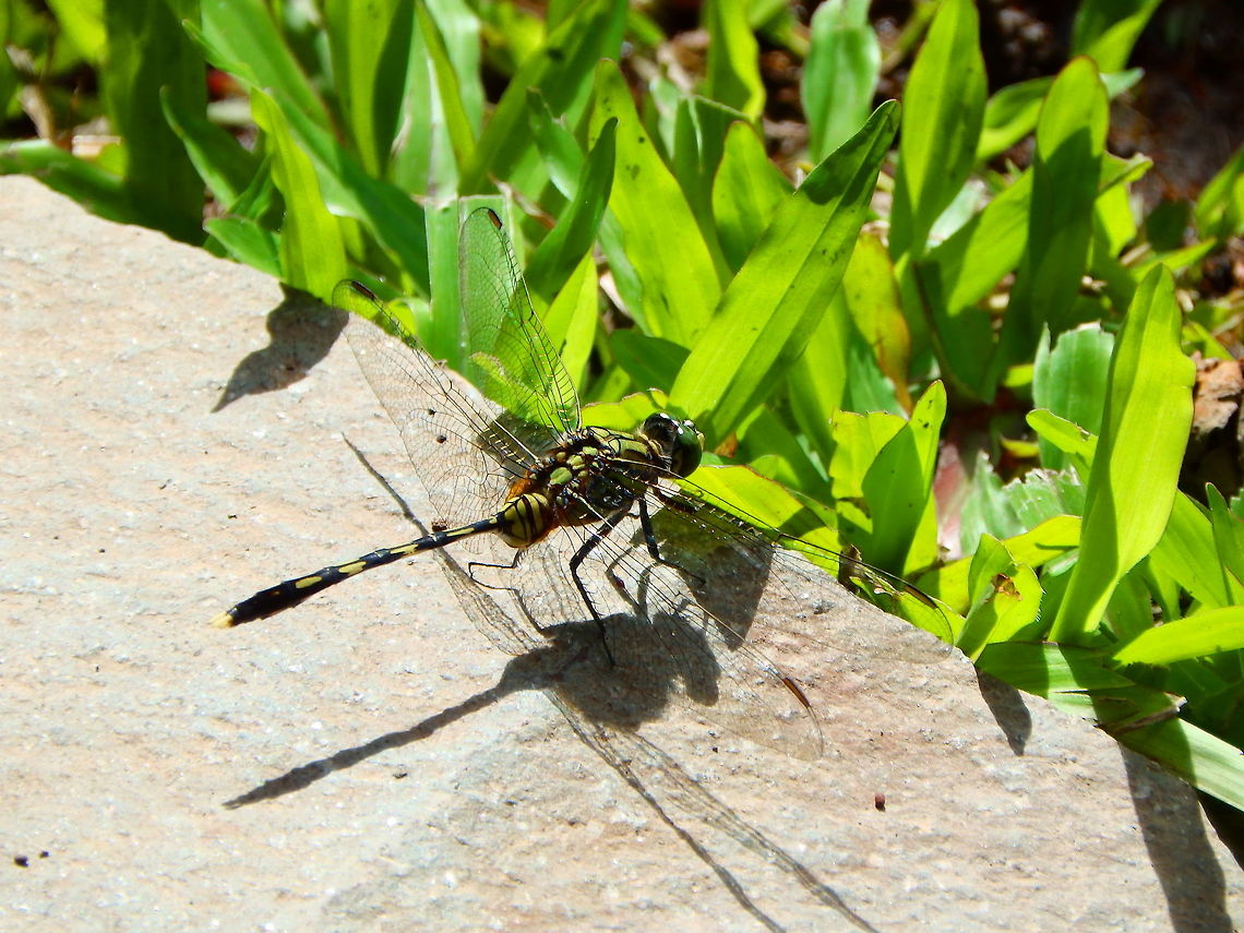 Orthetrum sabina Also in the gardens of Gardenia Country Inn, Tomohon, Sulawesi. Geotagged,Indonesia,Orthetrum sabina,Spring