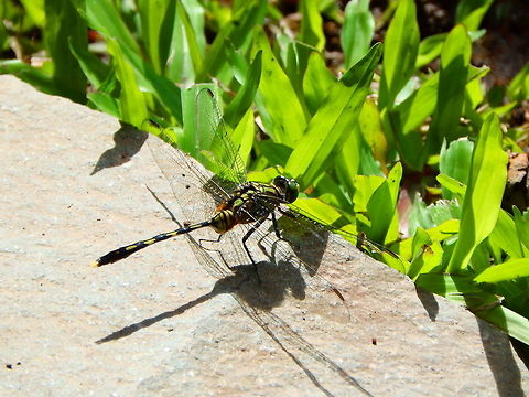 Orthetrum sabina Also in the gardens of Gardenia Country Inn, Tomohon, Sulawesi. Geotagged,Indonesia,Orthetrum sabina,Spring